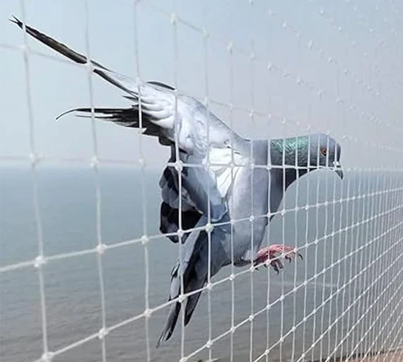 Pigeon Netting Tips